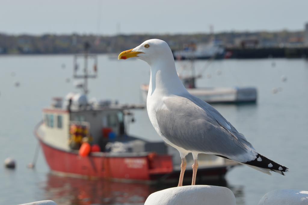 Rockland Harbor Hotel Dış mekan fotoğraf
